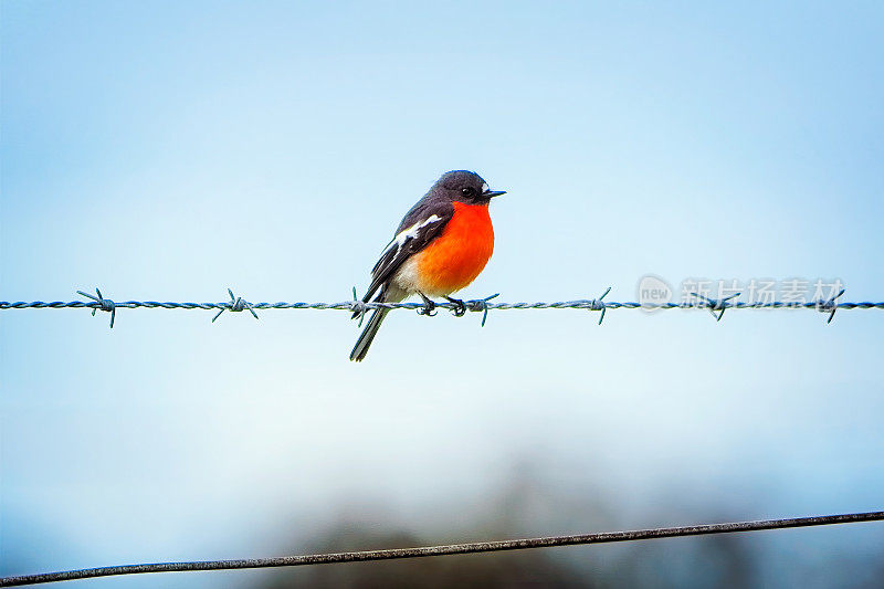 火焰罗宾(Petroica phoenicea)